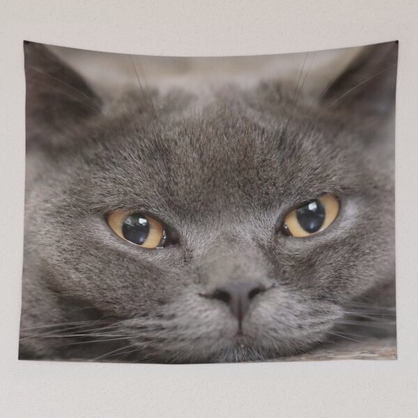 Item preview, Cute British Shorthair Photo designed and sold by TheAnimalZ00.