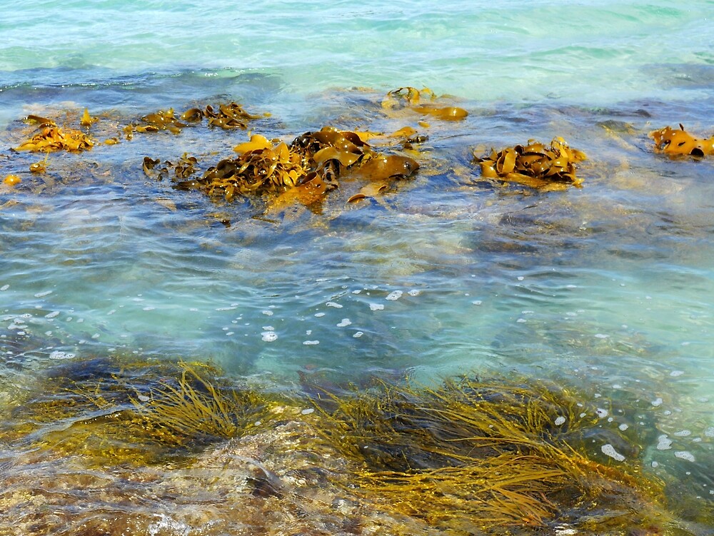 "Bull Kelp Beds Recherche Bay, Tasmania" by Lexa Harpell Redbubble