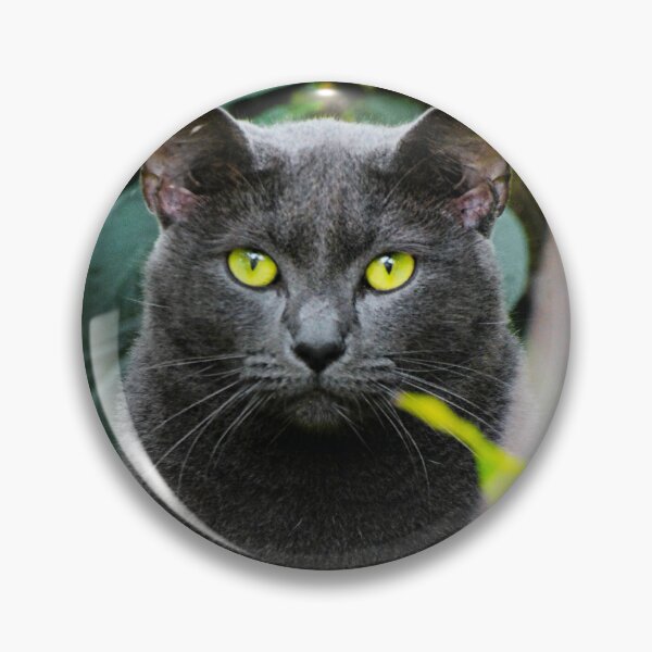 Item preview, Russian Blue Cat Photo designed and sold by TheAnimalZ00.