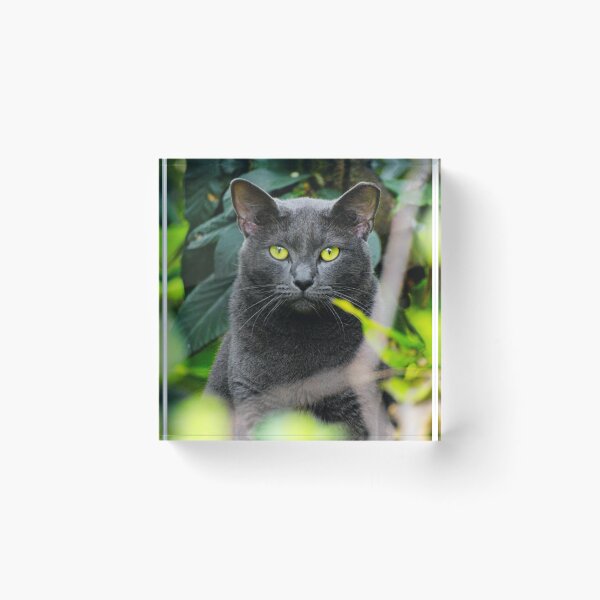 Item preview, Russian Blue Cat Photo designed and sold by TheAnimalZ00.