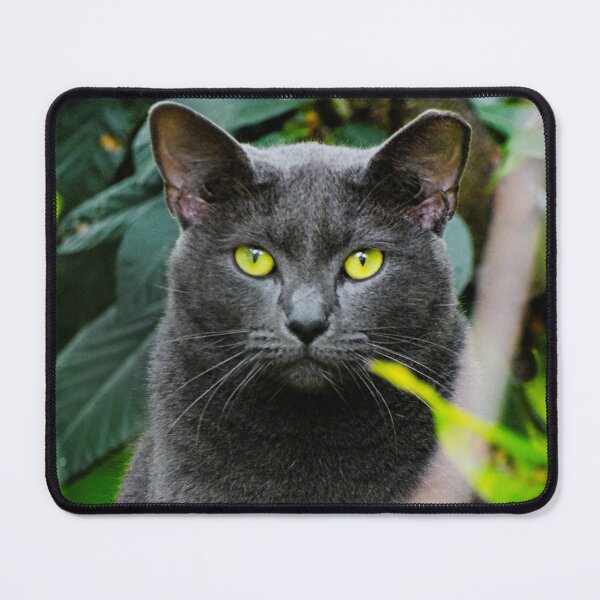 Item preview, Russian Blue Cat Photo designed and sold by TheAnimalZ00.