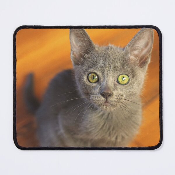 Item preview, Russian Blue Kitten designed and sold by TheAnimalZ00.