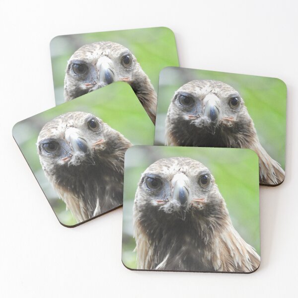 Item preview, Wedge-tail Eagle just after eating designed and sold by Mark Grimsley.