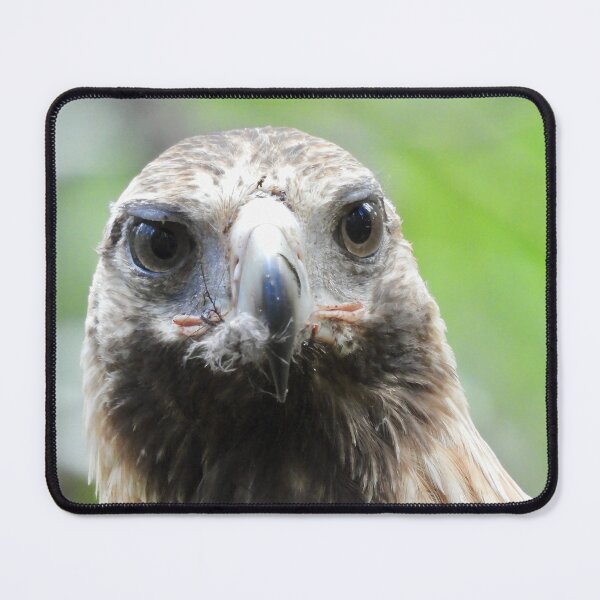 Item preview, Wedge-tail Eagle just after eating designed and sold by Mark Grimsley.