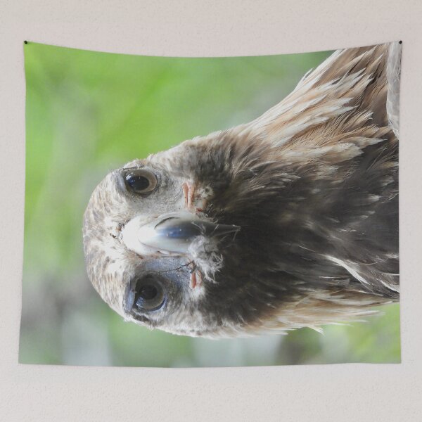 Item preview, Wedge-tail Eagle just after eating designed and sold by Mark Grimsley.