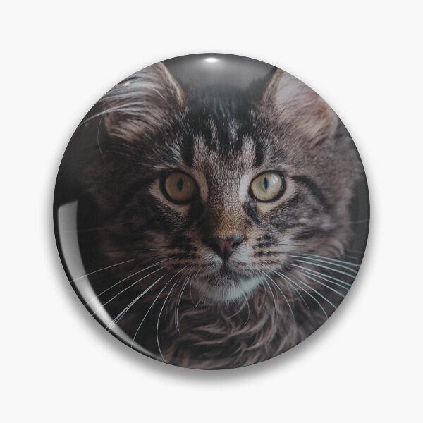 Item preview, Maine Coon Cat Photo designed and sold by TheAnimalZ00.