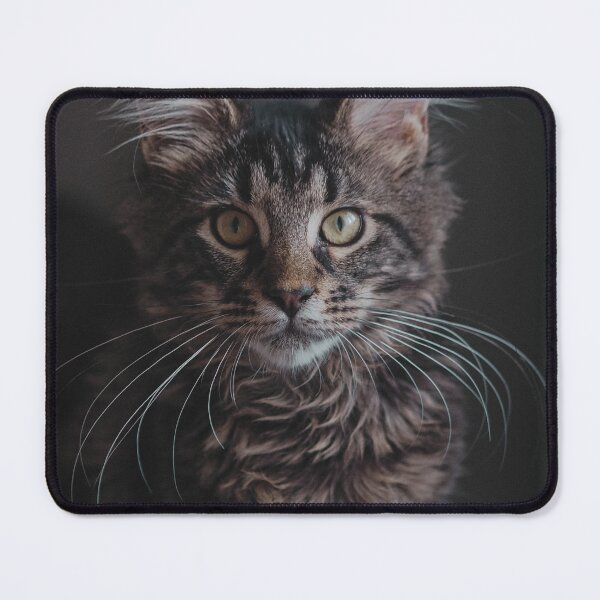 Item preview, Maine Coon Cat Photo designed and sold by TheAnimalZ00.