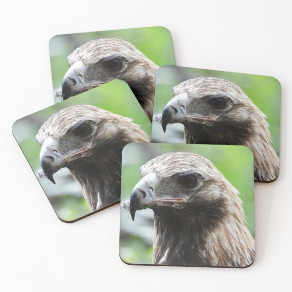 Item preview, Wedge-tail Eagle Austraila's largest bird of prey designed and sold by Mark Grimsley.