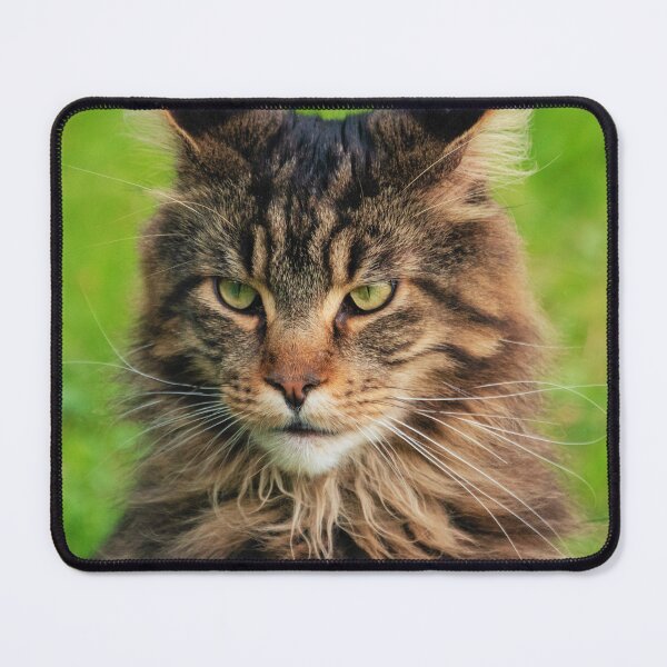 Item preview, Maine Coon Cat  designed and sold by TheAnimalZ00.