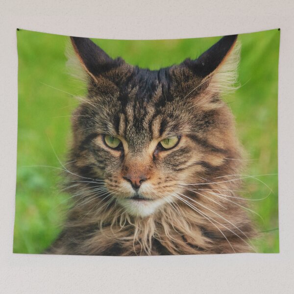 Item preview, Maine Coon Cat  designed and sold by TheAnimalZ00.
