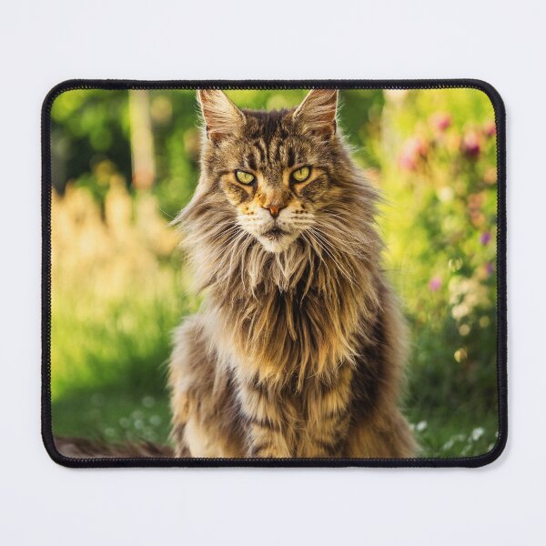 Item preview, Maine Coon Photo designed and sold by TheAnimalZ00.