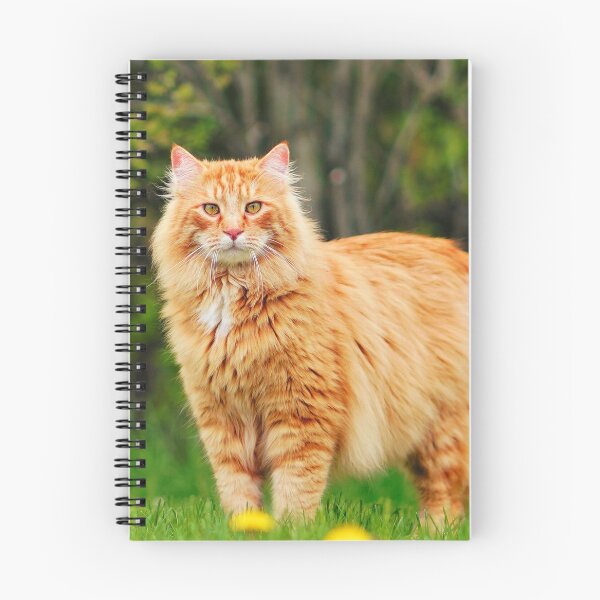 Item preview, Orange Maine Coon Cat designed and sold by TheAnimalZ00.