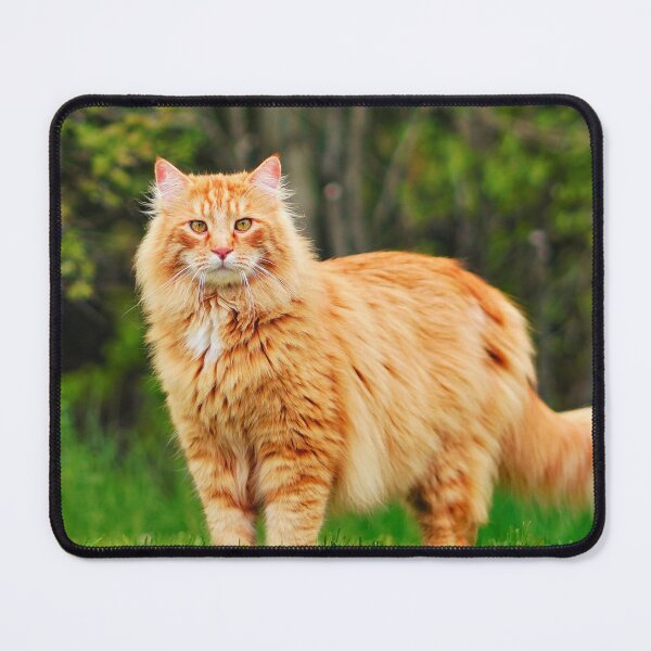 Item preview, Orange Maine Coon Cat designed and sold by TheAnimalZ00.