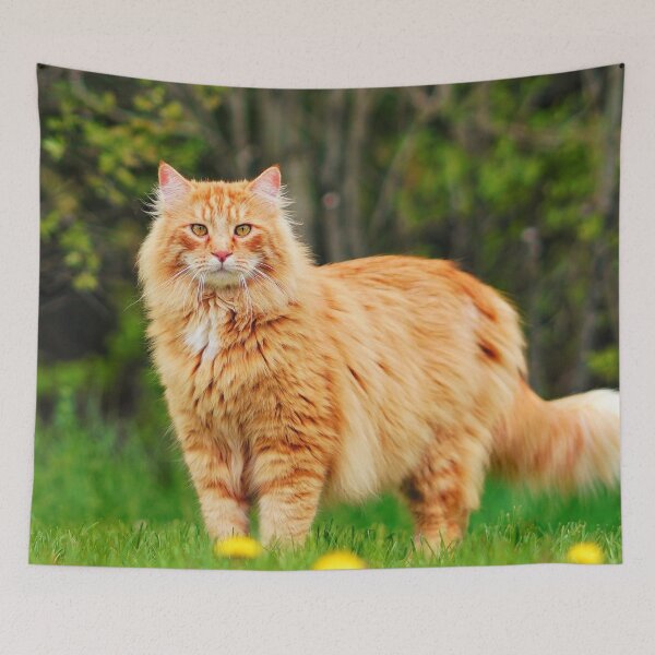 Item preview, Orange Maine Coon Cat designed and sold by TheAnimalZ00.
