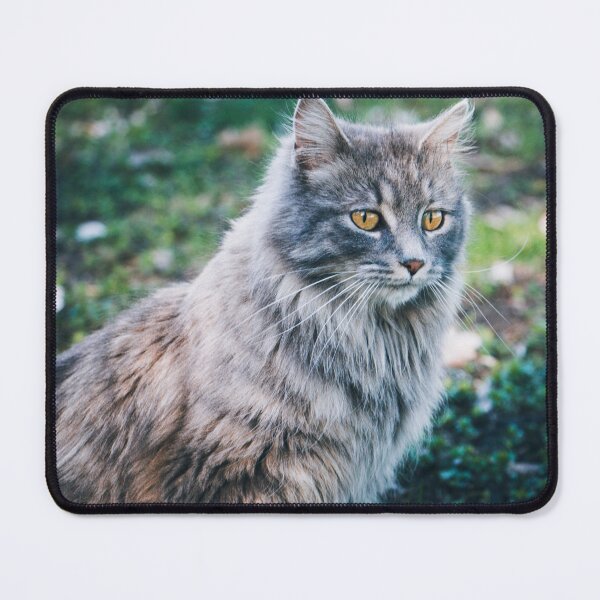 Item preview, Maine Coon Cat Photo designed and sold by TheAnimalZ00.