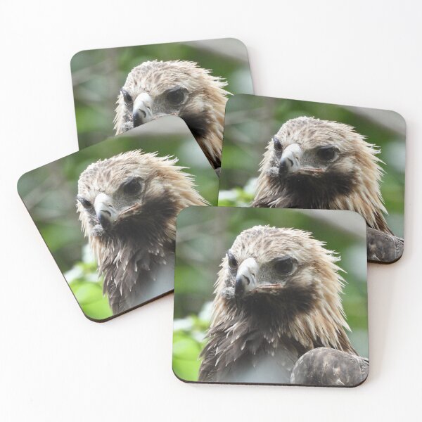 Item preview,  Wedge-tail Eagle Majestic bird of prey designed and sold by Mark Grimsley.