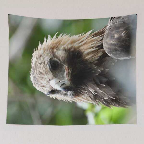 Item preview,  Wedge-tail Eagle Majestic bird of prey designed and sold by Mark Grimsley.
