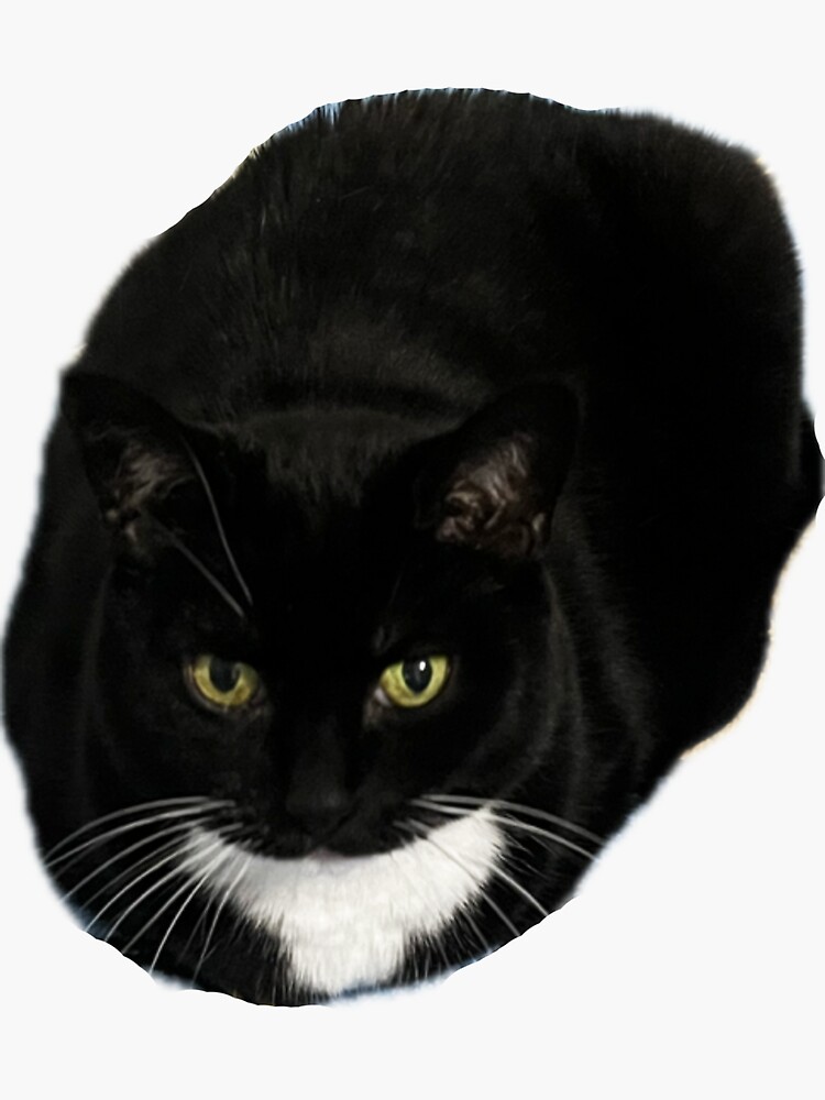 cute cat loaf black white tuxedo cat funny
