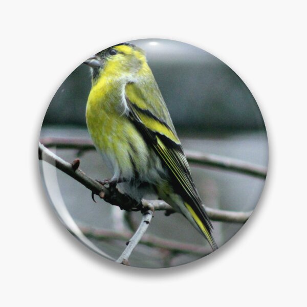 Item preview, siskin designed and sold by KathleenDawson.