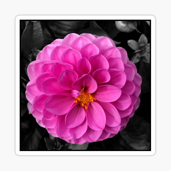 Item preview, Pink Dahlia designed and sold by Sarah Curtiss.