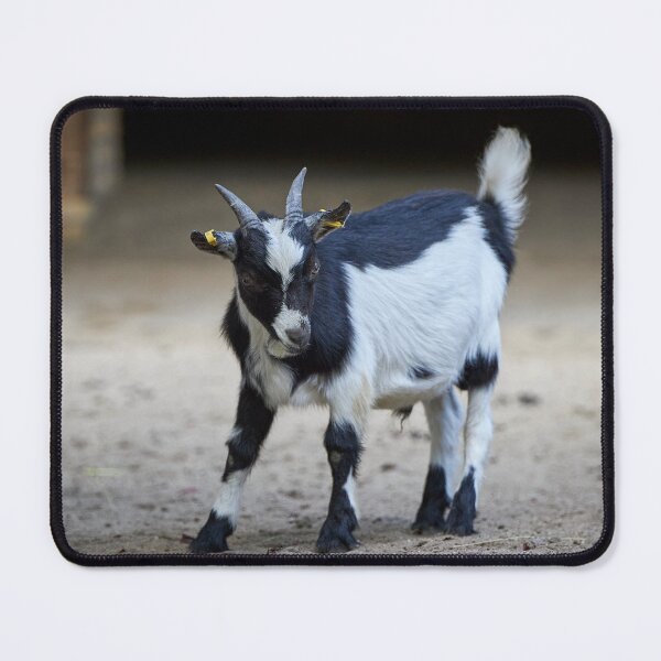 Item preview, Beautiful goat posing designed and sold by ThomasFoto.