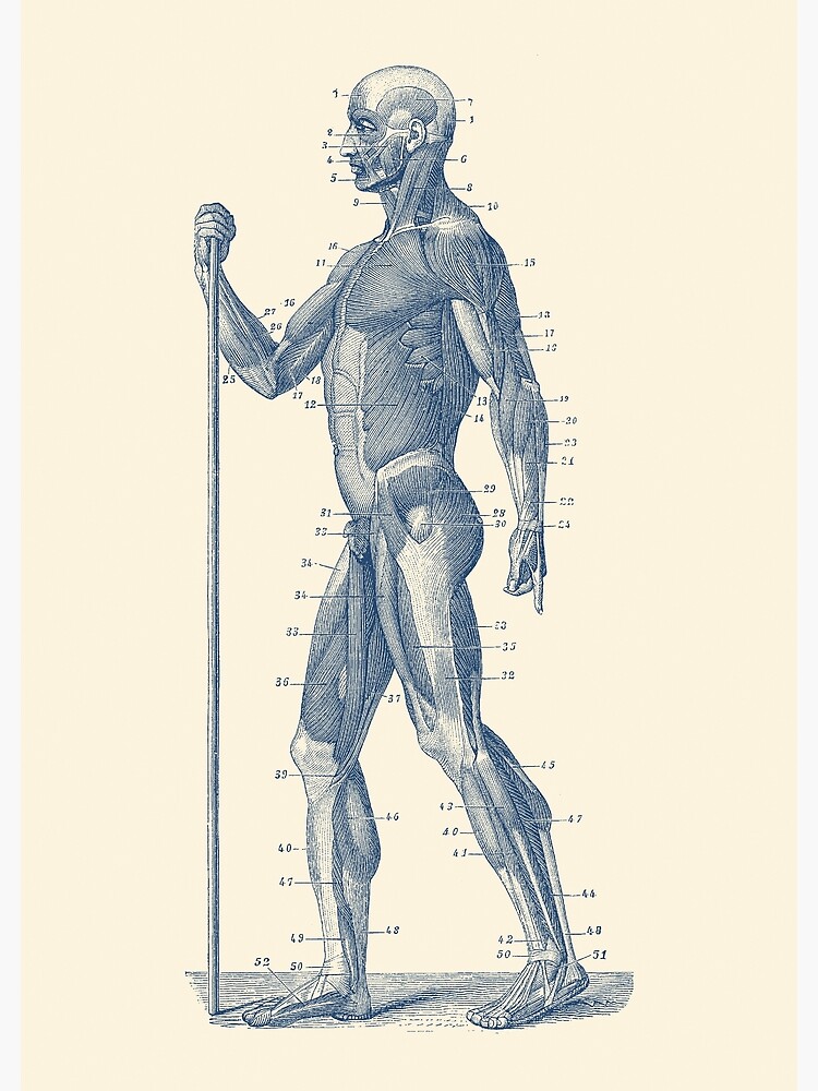 "Side View - Human Muscle System - Anatomy Diagram" Photographic Print