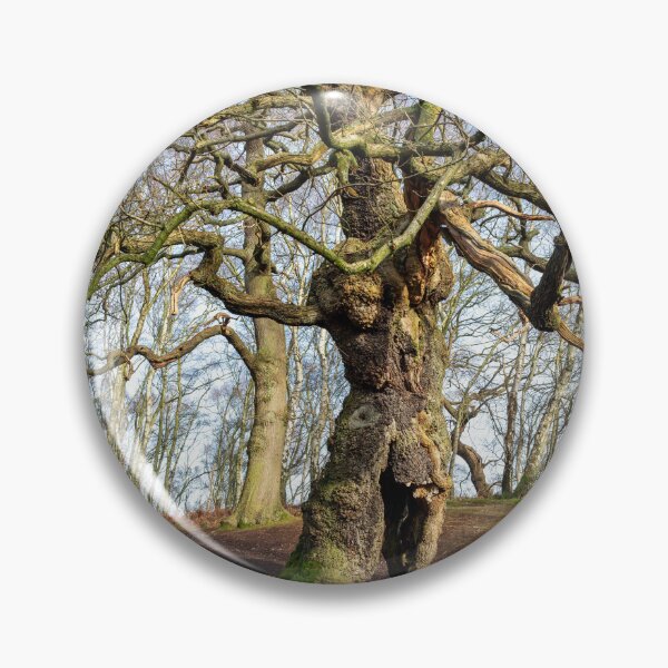 Item preview, Ancient oak human groot tree Cannock Chase, Staffordshire. designed and sold by RobThorley.