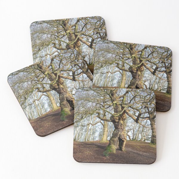 Item preview, Ancient oak human groot tree Cannock Chase, Staffordshire. designed and sold by RobThorley.
