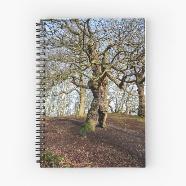 Item preview, Ancient oak human groot tree Cannock Chase, Staffordshire. designed and sold by RobThorley.
