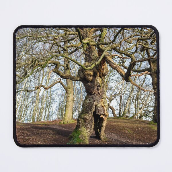 Item preview, Ancient oak human groot tree Cannock Chase, Staffordshire. designed and sold by RobThorley.