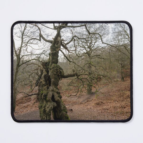 Item preview, Ancient oak human groot tree Cannock Chase, Staffordshire. designed and sold by RobThorley.