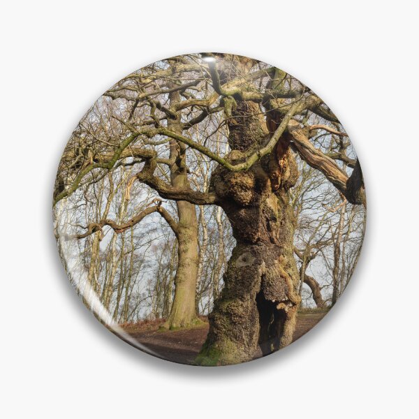 Item preview, Ancient oak human groot tree Cannock Chase, Staffordshire. designed and sold by RobThorley.