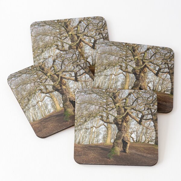 Item preview, Ancient oak human groot tree Cannock Chase, Staffordshire. designed and sold by RobThorley.