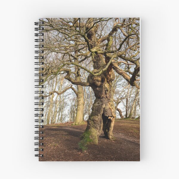 Item preview, Ancient oak human groot tree Cannock Chase, Staffordshire. designed and sold by RobThorley.