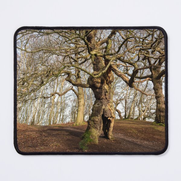 Item preview, Ancient oak human groot tree Cannock Chase, Staffordshire. designed and sold by RobThorley.
