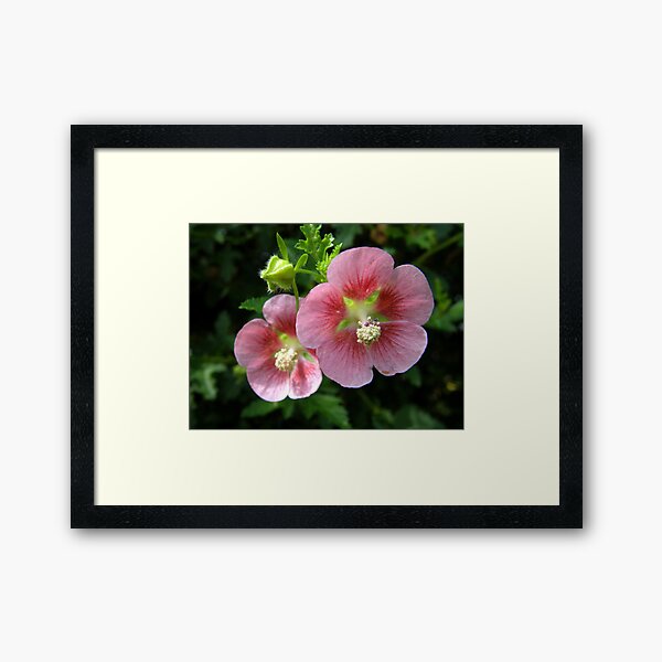 Pink Beauties Framed Art Print