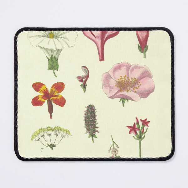 Item preview, Botanical art illustration designed and sold by Falcaria.