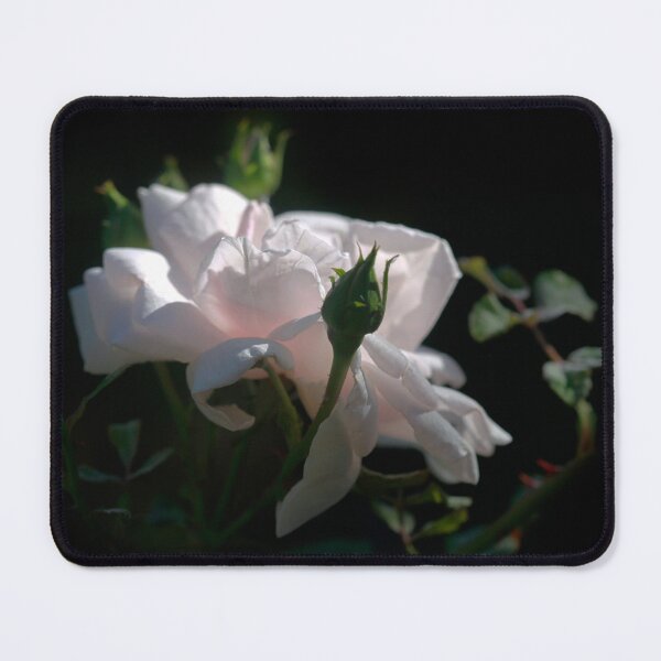 Item preview, Pink rose on black background designed and sold by olena2552.