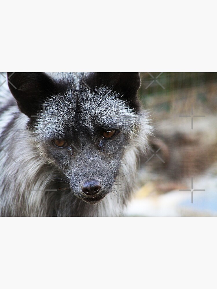 Animal Russian Pet Foxes Tame Siberian Fox Belyaev Foxes For Sale 2025