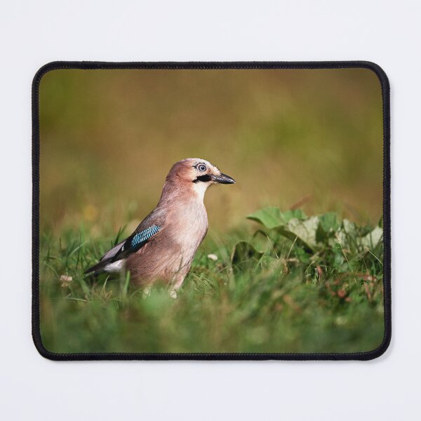 Item preview, "Jay (Garrulus glandarius)" designed and sold by Andreas Koerner.