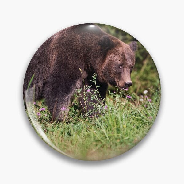 Item preview, "Shy European brown bear (Ursus arctos arctos)" designed and sold by Andreas Koerner.