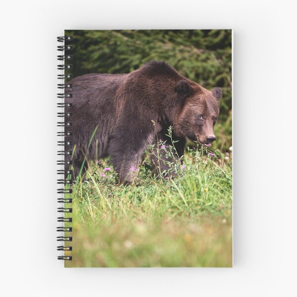 Item preview, "Shy European brown bear (Ursus arctos arctos)" designed and sold by Andreas Koerner.