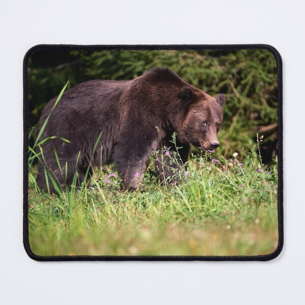 Item preview, "Shy European brown bear (Ursus arctos arctos)" designed and sold by Andreas Koerner.