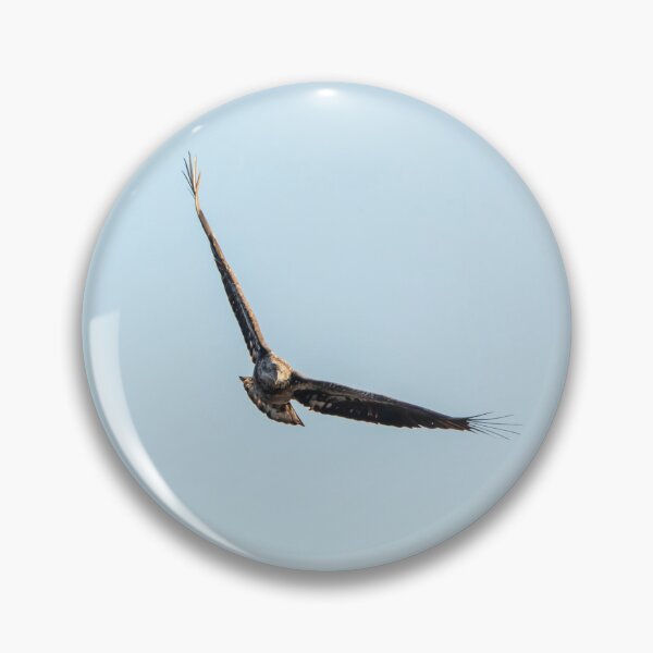 Item preview, Águila calva juvenil volando designed and sold by KRFNatureGifts.