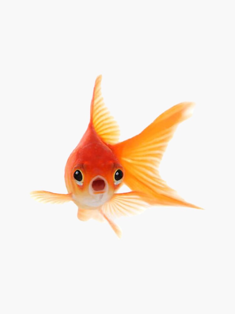 red fish with funny face Sticker for Sale by nokoryna