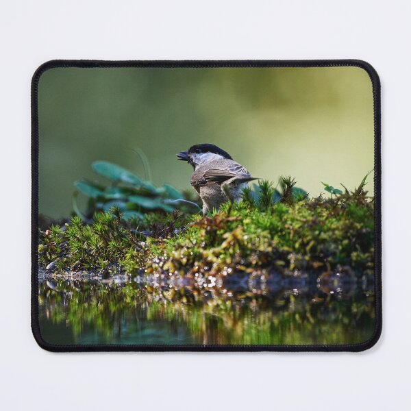 Item preview, "Coal Tit (Periparus ater)" designed and sold by Andreas Koerner.