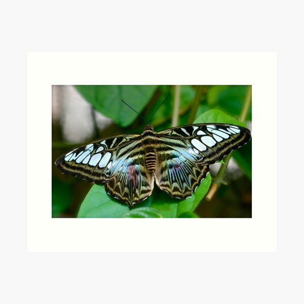 Item preview, Parthenos sylvia designed and sold by Ruby  Pen.