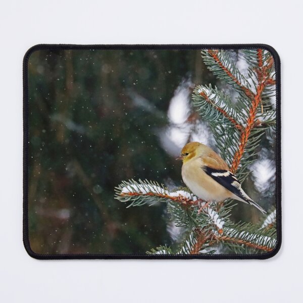 Item preview, Goldfinch Keeping Warm In Winter designed and sold by Deb Oppermann.