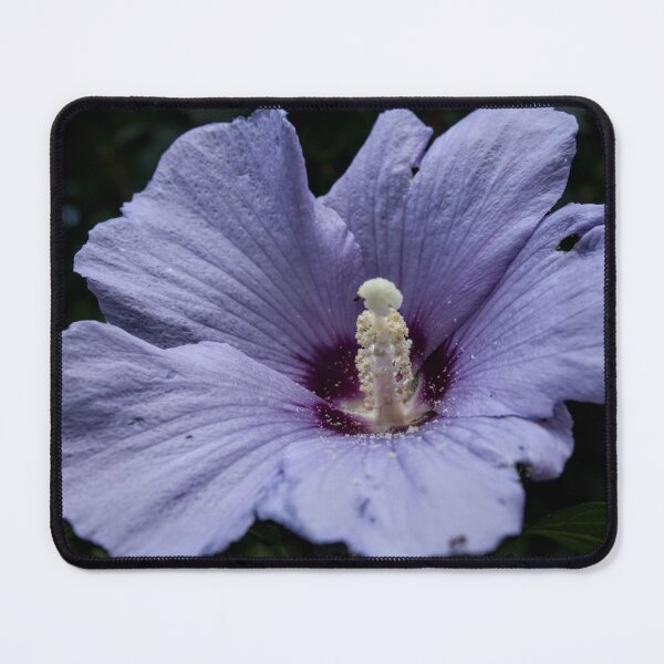 Item preview, The purple hibiscus (Hibiscus rosa-sinensis) designed and sold by Lacey Schmidt.
