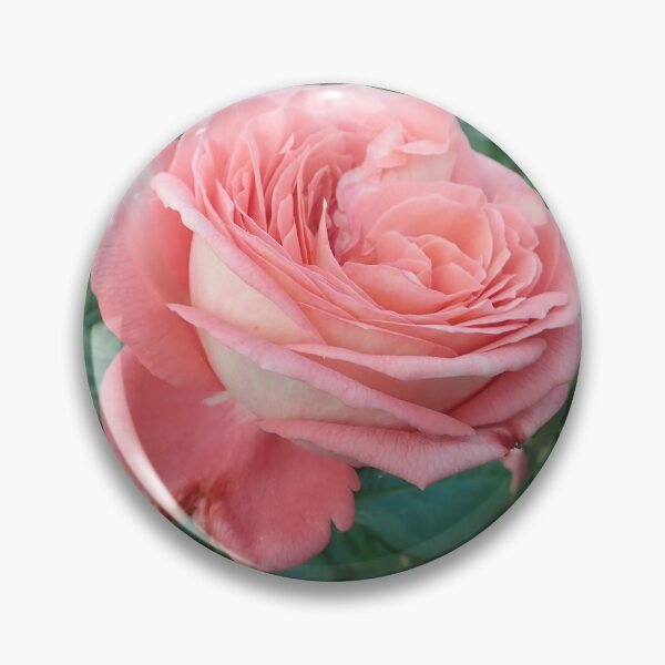 Artikelvorschau, Rosa Rose in voller Blüte entworfen und verkauft von aspiritualgirl.
